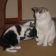 Image for article titled Caturday Night Special: Reader Kitties Are Surly & Sweet